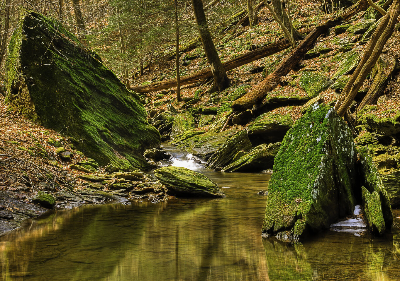 Trout Run for LCC.jpg